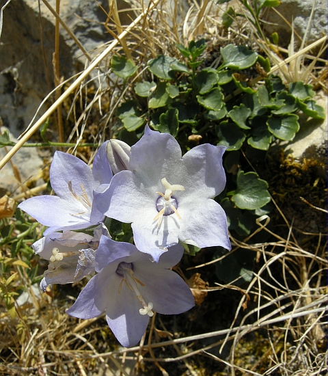 Campanula fragilis subsp. cavolinii / Campanula napoletana